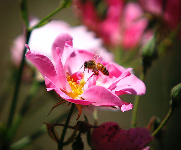 bi der suger nektar fra blomst