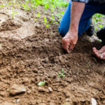 planter i jorden efter gravemaskine har vendt jorden
