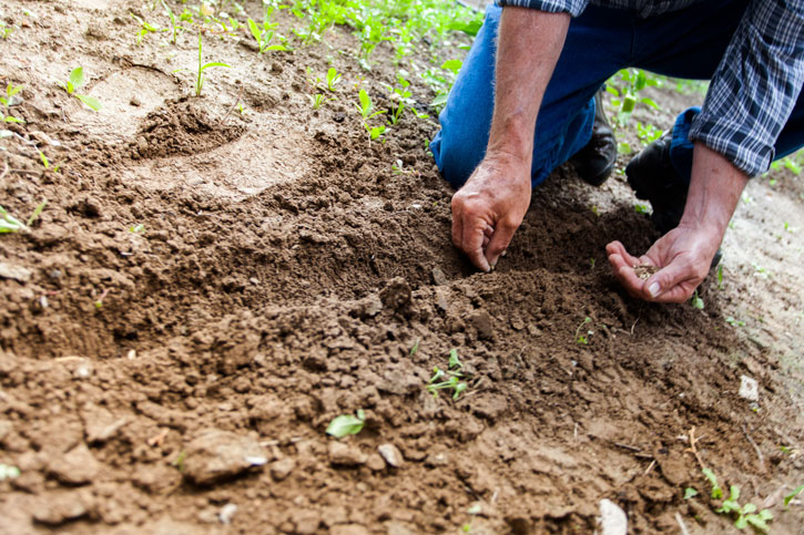 planter i jorden efter gravemaskine har vendt jorden