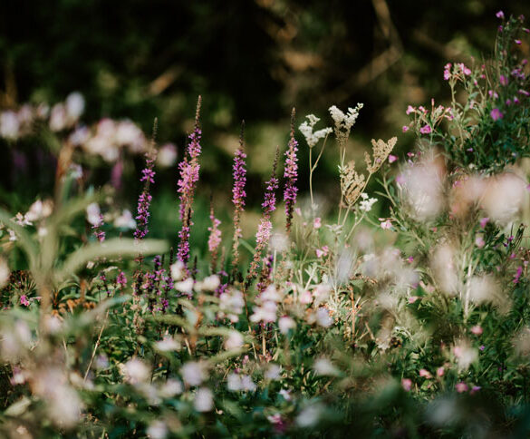 blomstrende have kan give allergi