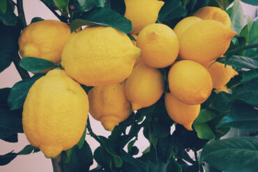 citrusplante