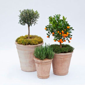 tre krukker med smukke planter