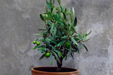 lille oliventræ i krukke