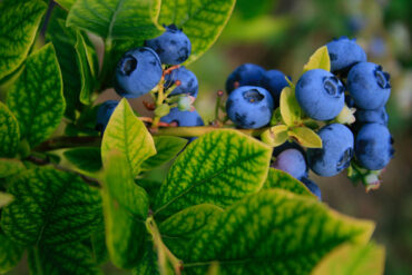flotte blåbær