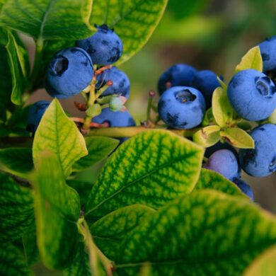 flotte blåbær