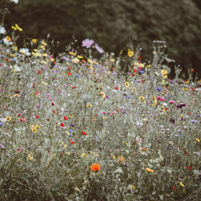 biodiversitet og blomstereng i haven