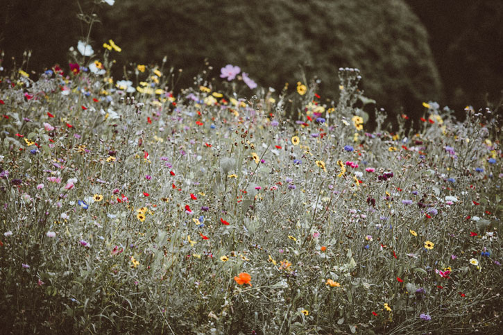 biodiversitet og blomstereng i haven