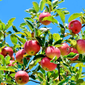 beskæring af æbletræ