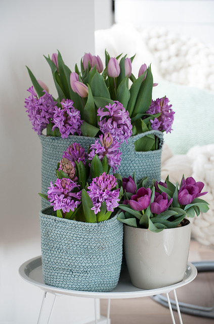 Tulipa'Candy Prince', 'Baby Blue', Hyacinthus