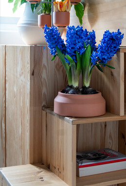 Hyacinthus'Delft Blue'