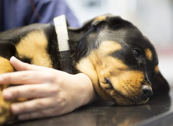 Hunde- og kattevideoer kan få kæledyret til at miste tilliden til ejeren.