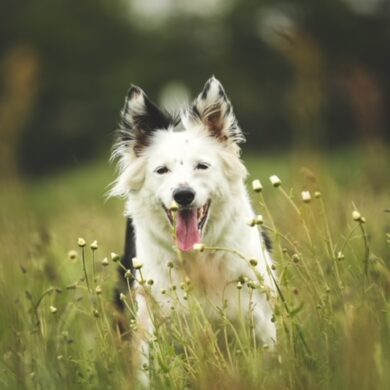 Hunde kan også have allergi
