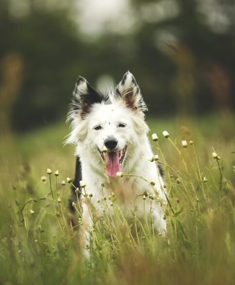 Hunde kan også have allergi