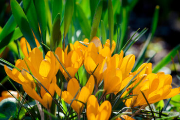 havetips: aprilhaven med forårsblomster