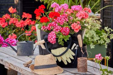 Pelargonier er sommerblomster der kan blomstre hele sommeren. Sommerblomster når de er smukkest