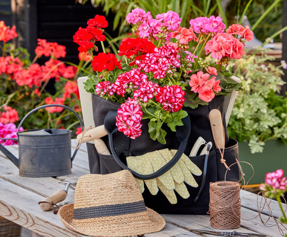 Pelargonier er sommerblomster der kan blomstre hele sommeren. Sommerblomster når de er smukkest