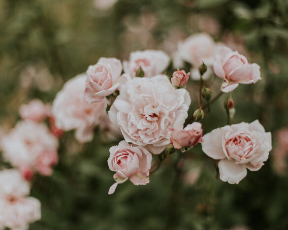flotteste roser