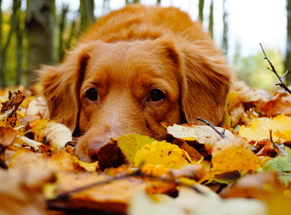 Hunde kan blive forgiftet af kastanjer om efteråret