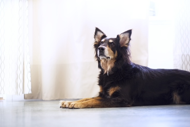 Dog - Hus & Have Avisen nytårsaften kan være skræmmende for hunden