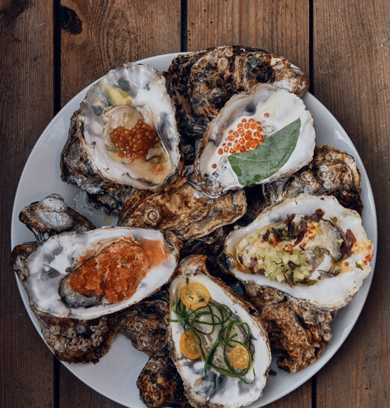 østers samlet på østerssafari fra f.eks. firma-arrangement