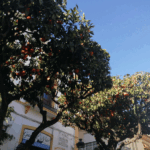 Sevilla med appelsintræer