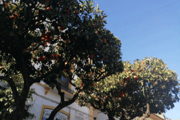 Sevilla med appelsintræer