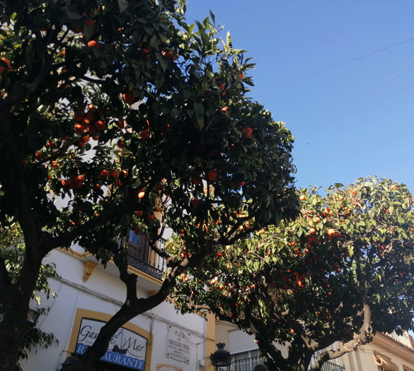 Sevilla med appelsintræer