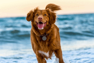 Vandhund på stranden