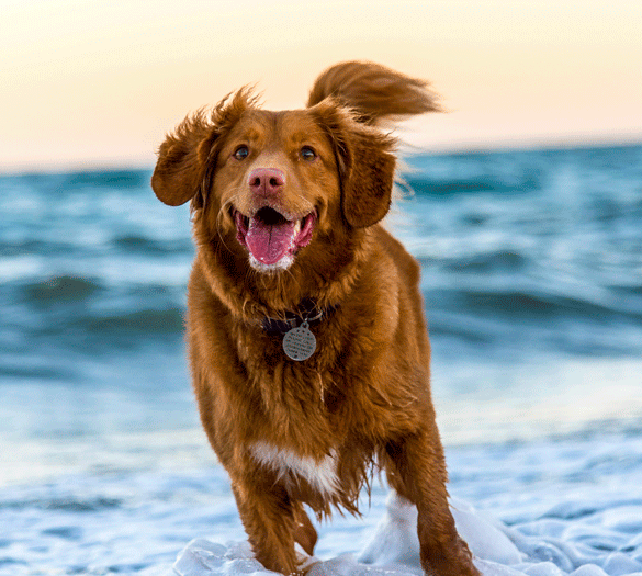 Vandhund på stranden