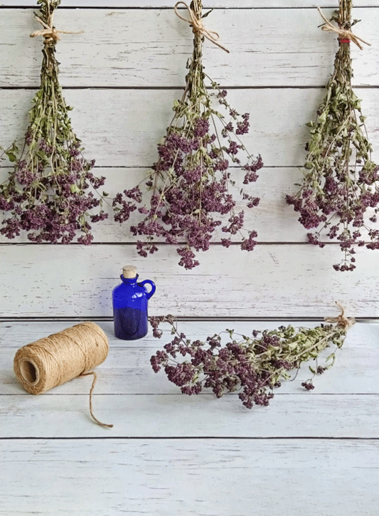 Tørrede blomster lavendel