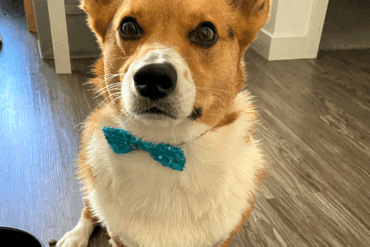 hund til nytår