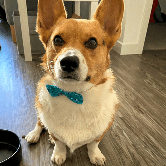 hund til nytår