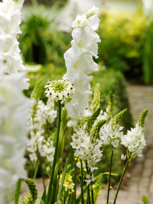 sommerløg10 - Hus & Have Avisen Sommerløg Gladiolus Super Star
