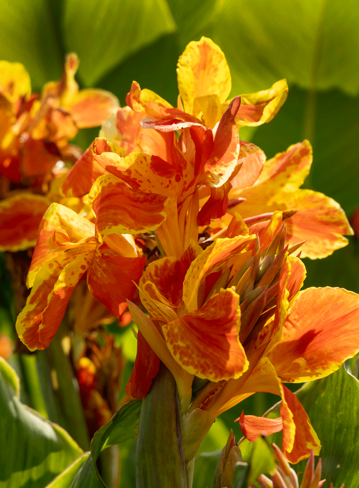 sommerløg2 - Hus & Have Avisen sommerløg Canna