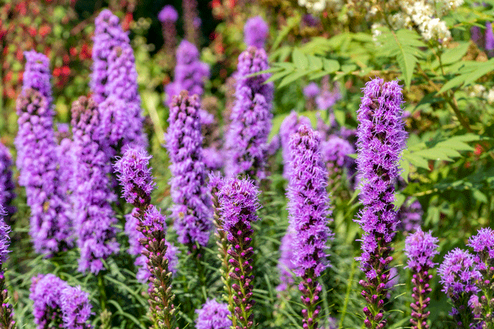 sommerløg3 - Hus & Have Avisen sommerløg Biodiversity