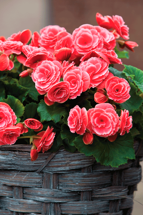 sommerløg8 - Hus & Have Avisen sommerløg Begonia grandiflora