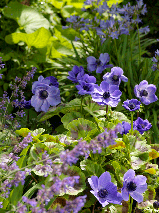 sommerløg9 - Hus & Have Avisen sommerløg Anemone coronaria Mr. Fo..