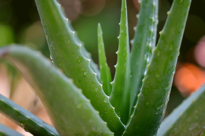 aloeveraplante - Hus & Have Avisen Aleo Vera plante
