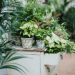 Plantetips til forårets stueplanter