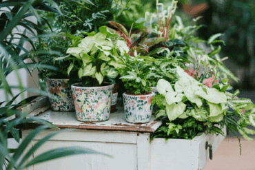 Plantetips til forårets stueplanter