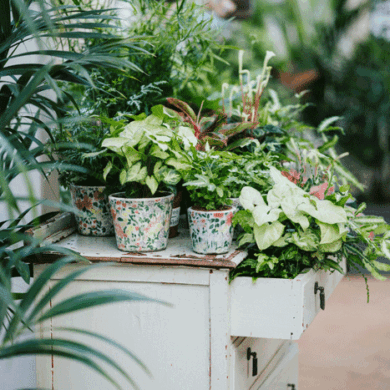 Plantetips til forårets stueplanter