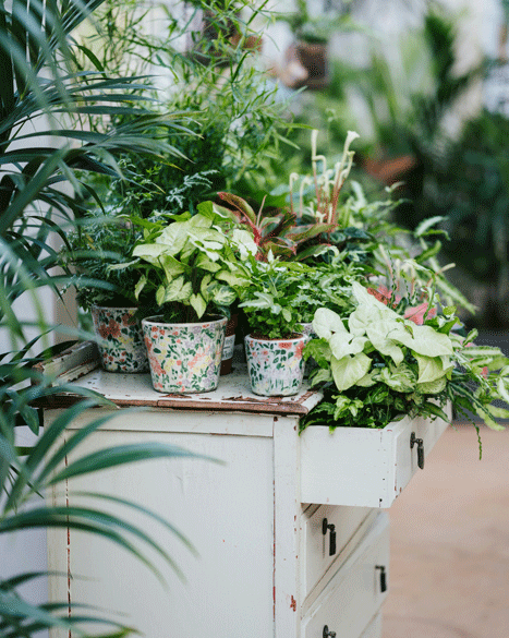 Plantetips til forårets stueplanter