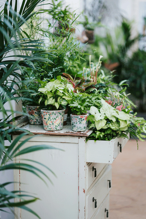 Plantetips til forårets stueplanter