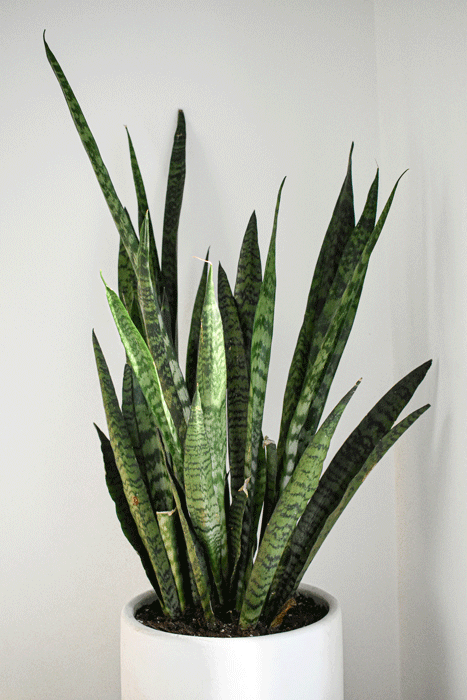 snakeplante - Hus & Have Avisen Svigermors skarpe tunge