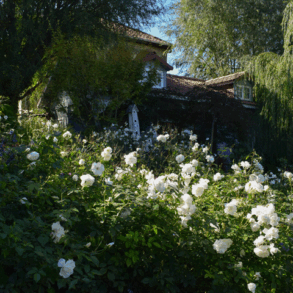 gardenia der dufter i haven