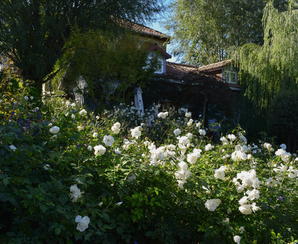 gardenia der dufter i haven