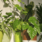 Stueplanter i indretningen