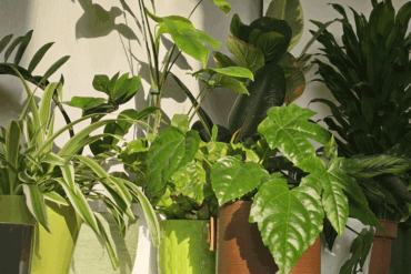 houseplant1 - Hus & Have Avisen Stueplanter i indretningen