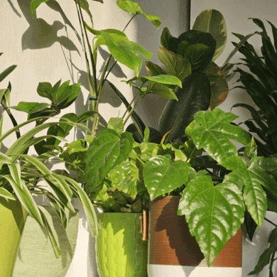 Stueplanter i indretningen
