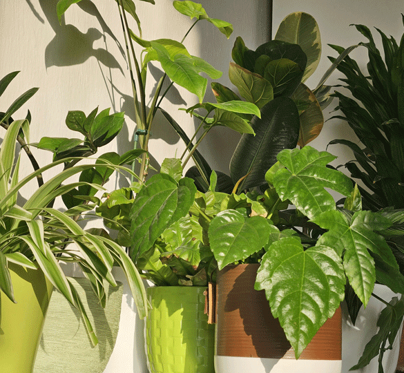 Stueplanter i indretningen